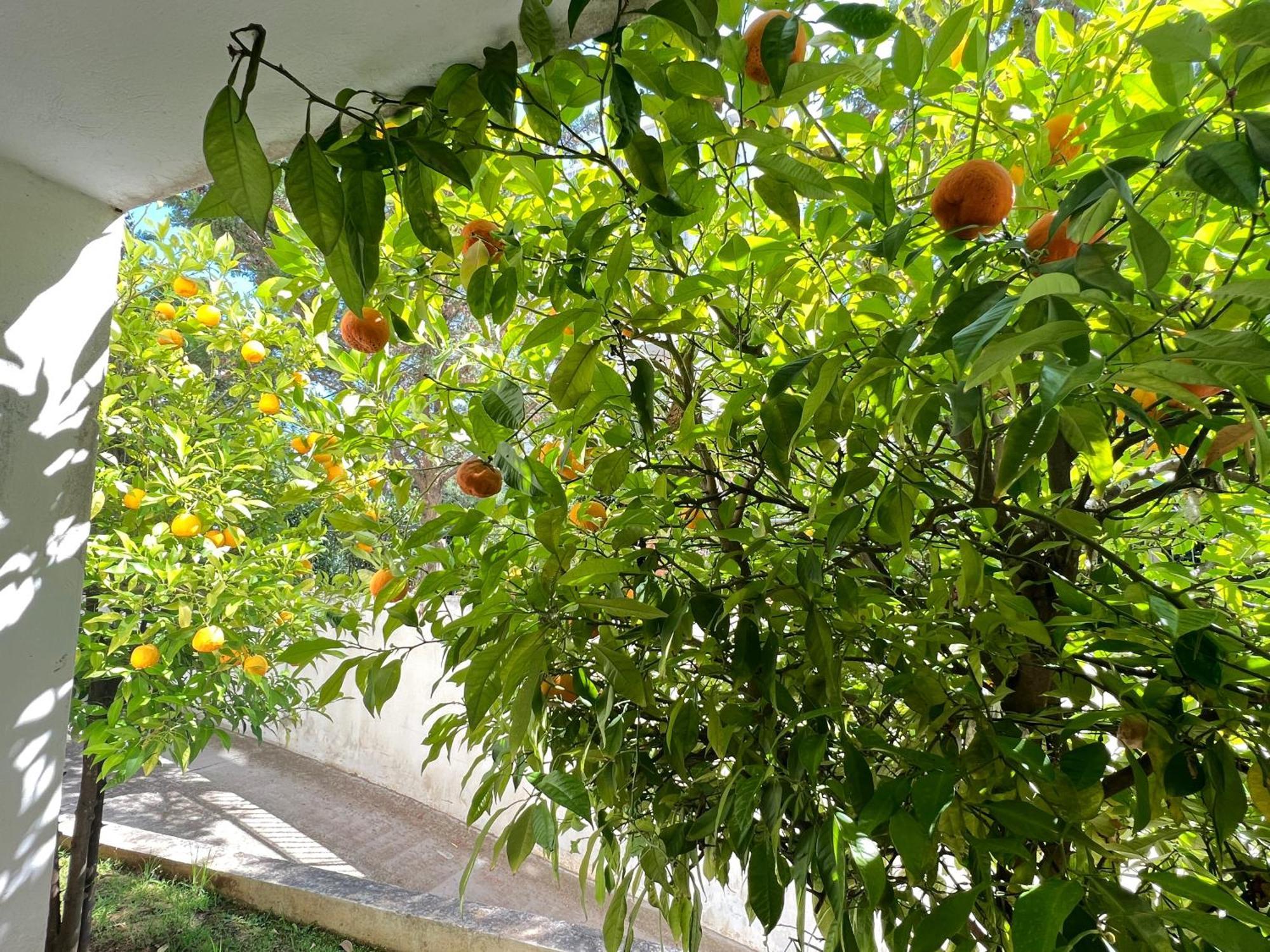 Cozy Fairytal Garden Apartment, Family Friendly, Free Parking, 15 Min To Airport Афины Экстерьер фото